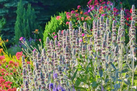 Stachys byzantina (Oreilles d'Agneau) fleur dans le jardin d'été