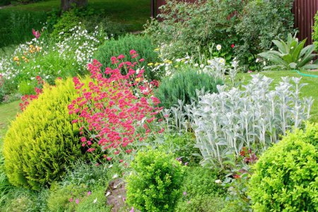 Summer garden with blooming perennial flowers
