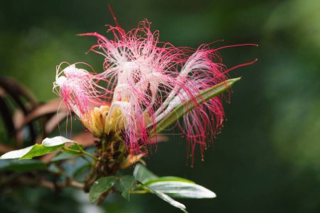 Rosa Puderpuder (Calliandra surinamensis), auch Albizia-Blume genannt 