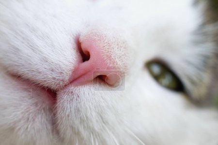 Cat nose close up.Upper Respiratory Infections or Feline Immunodeficiency Virus (FIV) concept.
