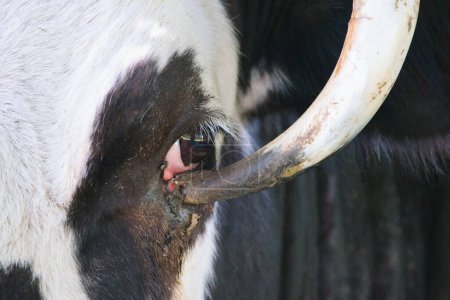 Cow eye. Ingrown horns are a serious animal-welfare issue.
