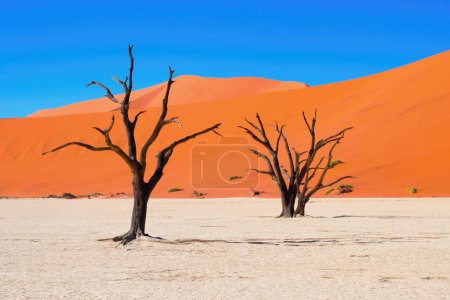 Dead Camelthorn trees and red sandy dunes in Deadvlei, Sossusvlei, Namib-Naukluft National Park, Namibia