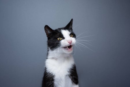 Foto de Tuxedo cat making funny face, meowing on gray background with copy space - Imagen libre de derechos