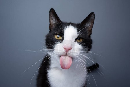 tuxedo cat sticking out tongue, making funny face portrait on gray background with copy space