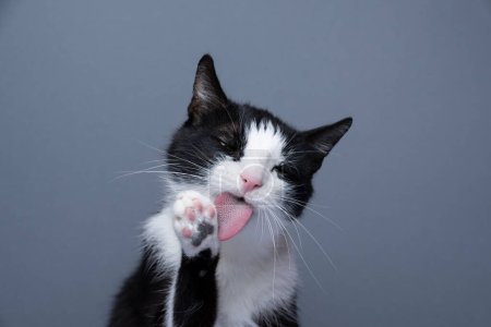 Foto de Tuxedo cat grooming portrait, licking paw on gray background with copy space - Imagen libre de derechos