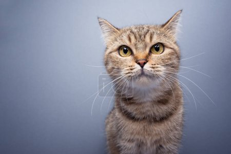Foto de Cute tabby cat looking at camera, portrait on gray background with copy space - Imagen libre de derechos