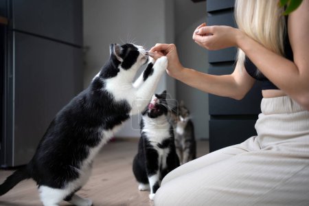 Foto de Young blonde woman feeding cats with treats. One cat gets hand fed with snack and two other cats waiting - Imagen libre de derechos
