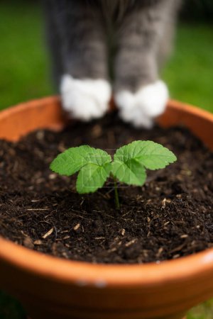 Photo for Fluffy cat paws standing on edge of flower pot with small growing plant. Concept for sustainability and eco friendly cat keeping - Royalty Free Image