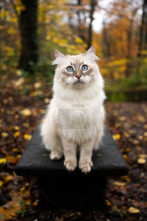 cute siberian cat sitting on a bench outdoors in the forest looking at camera