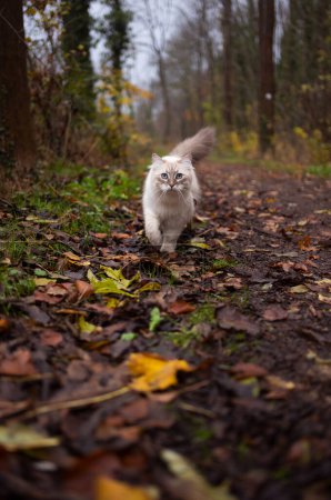 Photo for Curious siberian cat walking towards camera in forest with autumn leaves - Royalty Free Image