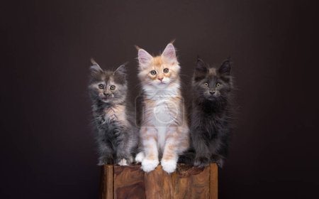 Téléchargez les photos : Group of three different colored maine coon kittens sitting on a wooden block, side by side looking at camera on dark brown background with copy space - en image libre de droit