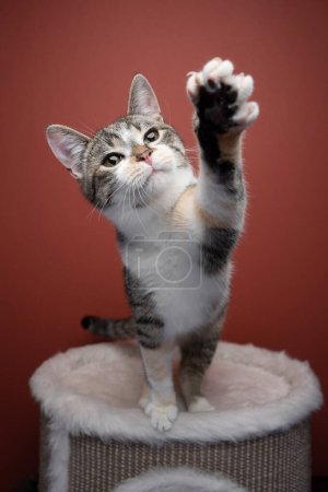 Tabby white cat playing on scratching barrel raising Paw on red background