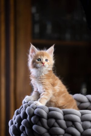 Photo for Cute ginger maine coon kitten inside of comfortable pet bed, looking curiously - Royalty Free Image
