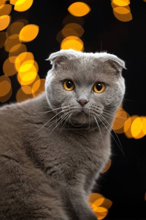 scottish fold cat with yellow eyes looking at camera. portrait on black background with bokeh lights