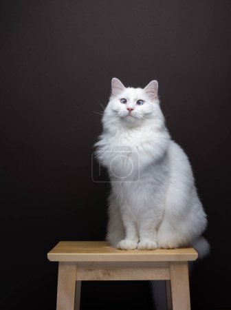 Téléchargez les photos : Poupée blanche moelleuse chat assis sur un tabouret en bois. portrait sur fond brun avec espace de copie - en image libre de droit