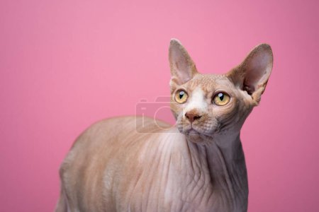 Curious Sphynx cat looking to the left on pink background. Studio photo with copy space