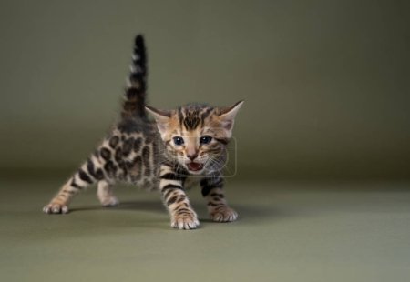 small bengal kitten meowing with tail raised up. Full body Studio shot on olive green background with copy space