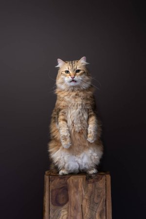 Photo for Siberian cat rearing up standing on hind legs looking funny. studio portrait on brown background with copy space - Royalty Free Image