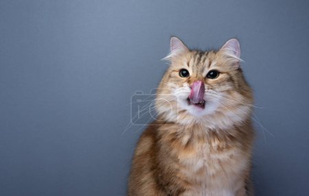 Photo for Hungry siberian cat licking over mouth and nose looking to the side. studio shot on gray background with copy space - Royalty Free Image