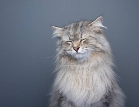 Photo for Fluffy siberian cat looking sad with eyes closed. studio shot on gray background with copy space - Royalty Free Image