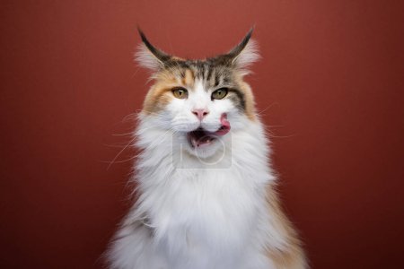 Photo for Calico white maine coon cat licking open mouth. hungry cat waiting for food folding back ears. studio shot on red background with copy space - Royalty Free Image