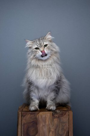 Photo for Fluffy siberian cat sitting on wooden podest, looking at camera licking mouth. studio portrait on gray background with copy space - Royalty Free Image