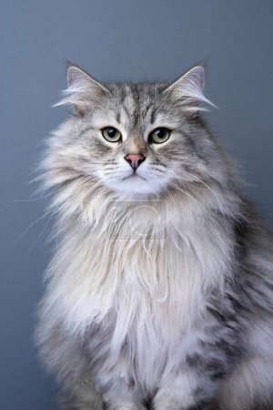 Photo for Siberian cat looking at camera. studio portrait on gray background - Royalty Free Image