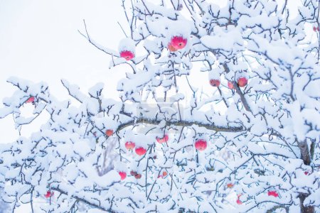 Foto de Día nevado, árboles en el jardín detalles de cerca. Concepto de invierno - Imagen libre de derechos