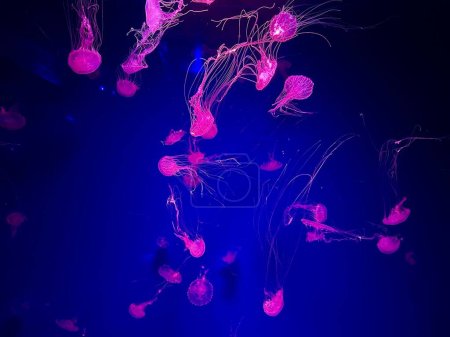 Photo for Jellyfishes in aquarium, deep undersea world. Underwater creatures, life - Royalty Free Image