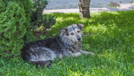 Foto de Solo perro sin hogar en la calle City. Concepto de adopción y vida animal - Imagen libre de derechos