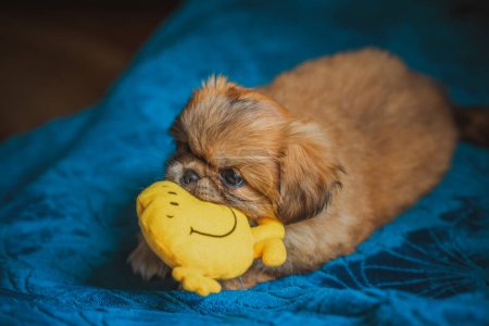 Photo for Cute and funny little Pekingese dog joyful at home. Best human friend. Pretty puppy dog - Royalty Free Image