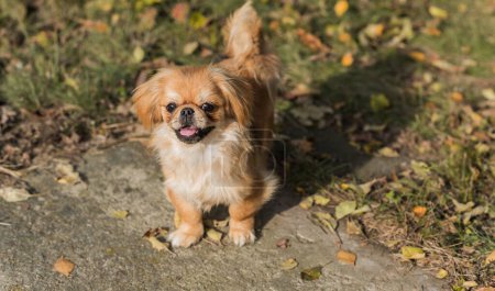 Photo for Cute and funny golden color Pekingese young dog in autumn park playing with leaves and joyful. Best human friend. Pretty puppy dog in garden around sunlight - Royalty Free Image
