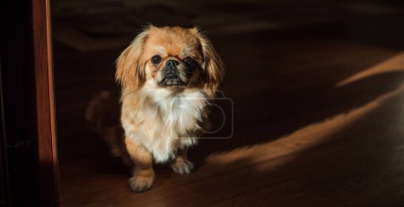 Photo for Cute and funny teenage Pekingese dog joyful. Best human friend. Pretty puppy dog in sunlight - Royalty Free Image