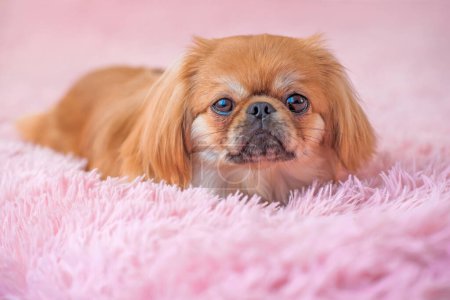 Photo for Cute Pekingese on a pink couch. Young golden light Doggo at home, close up portrait - Royalty Free Image