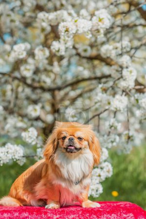 Nice golden light Pekingese dog at sunny garden, lifestyle of pets. Little doggo portrait