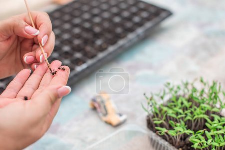 Close up image of sprouts in a greenhouse, gardening and plants concept