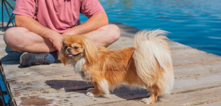 Dekorative Hunderasse des Pekinese-Hundes in der Natur. Schöne flauschige Doggo Outdoor-Porträt