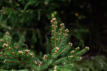 Concept of flora and gardening. Young cones on a pine tree. Always green trees