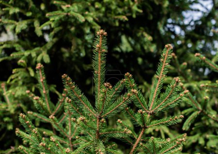 Concept of flora and gardening. Young cones on a pine tree. Always green trees
