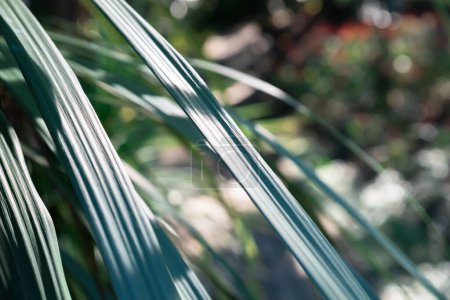 Photo for Selective focus. Juicy healthy dracaena palm leaves close up against blurred tropical forest background - Royalty Free Image