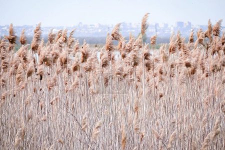 Thickets of common golden reed against the backdrop of a clear blue sky, a pond and a city somewhere in the distance. The wind is blowing, flies are flying