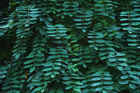 Selektiver Fokus. Ein Vorhang aus sattgrünen Blättern im Dunkeln. Beleuchtete Triebe japanische Pagode