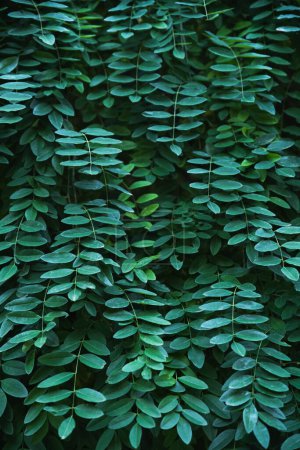 Selektiver Fokus. Ein Vorhang aus sattgrünen Blättern im Dunkeln. Beleuchtete Triebe japanische Pagode Baum. Vertikal