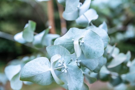 A branch with delicate eucalyptus leaves protrudes forward. Blurred background. In cold colors