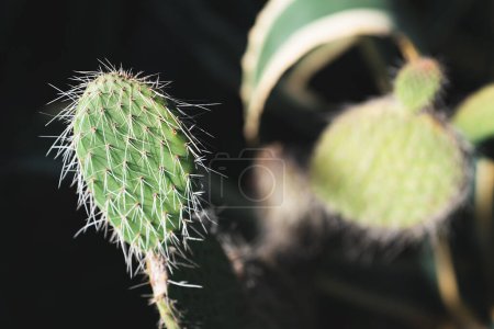 Green succulent stem of prickly pear with sharp needles on a dark background and blurred bush