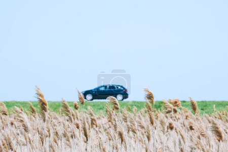 Distortion from haze. Ears of dry common reed flutter in the wind in the hot steppe. In the background there is a road and a car passing by.