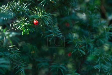 Bright red berry against the backdrop of lush green branches with needles receding into the darkness. Common yew