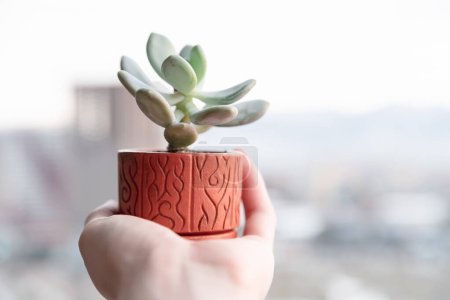 Pink moonstone small succulent in terracotta pot with wood texture on palm against blurred city and sky background