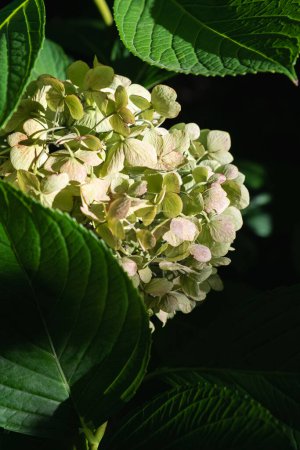 A branch of yellowish-green Bigleaf hydrangea flowers illuminated by the sun in a very dark background of green lush leaves. Vertical