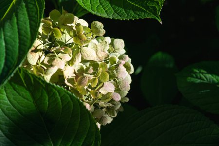 A branch of yellowish-green Bigleaf hydrangea flowers illuminated by the sun in a very dark background of green lush leaves